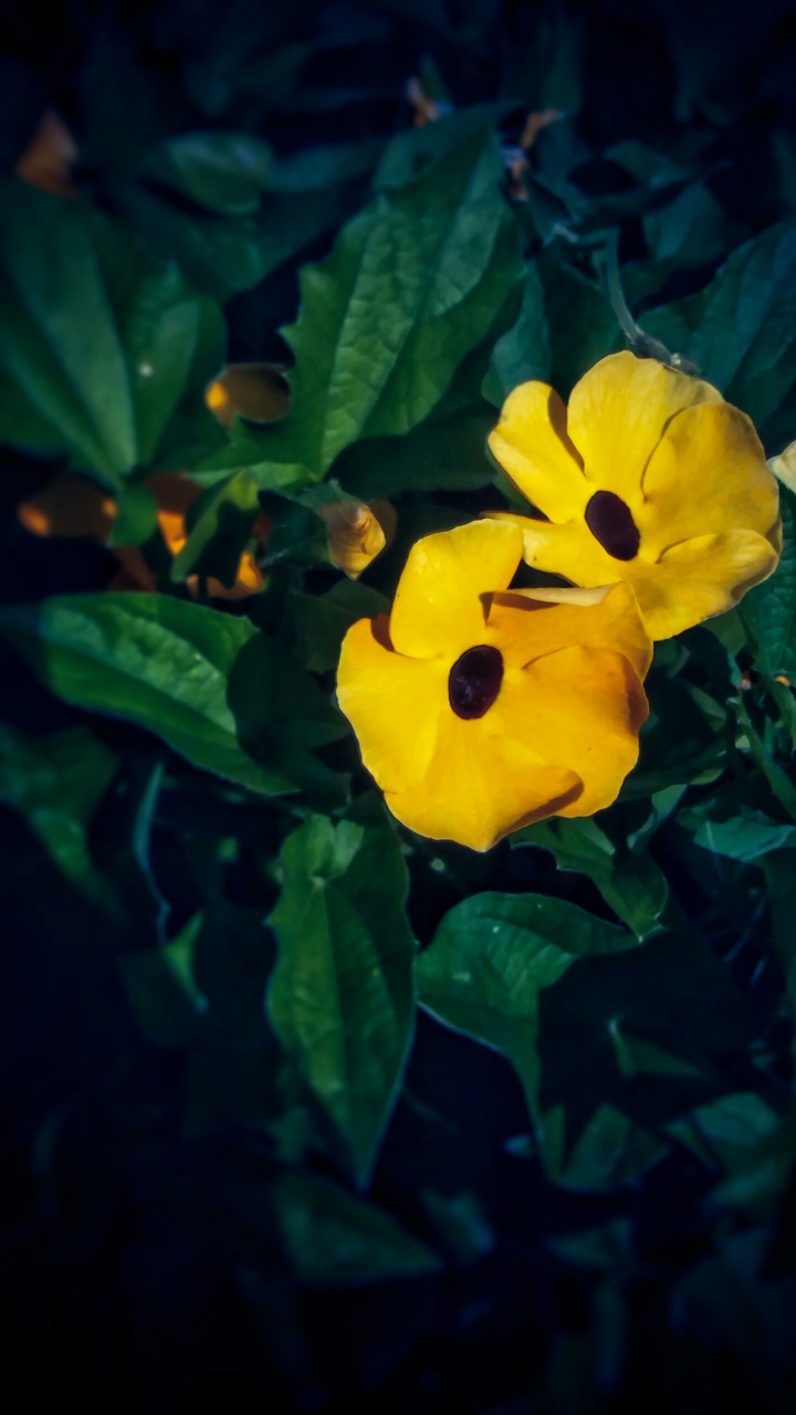 Yellow bright