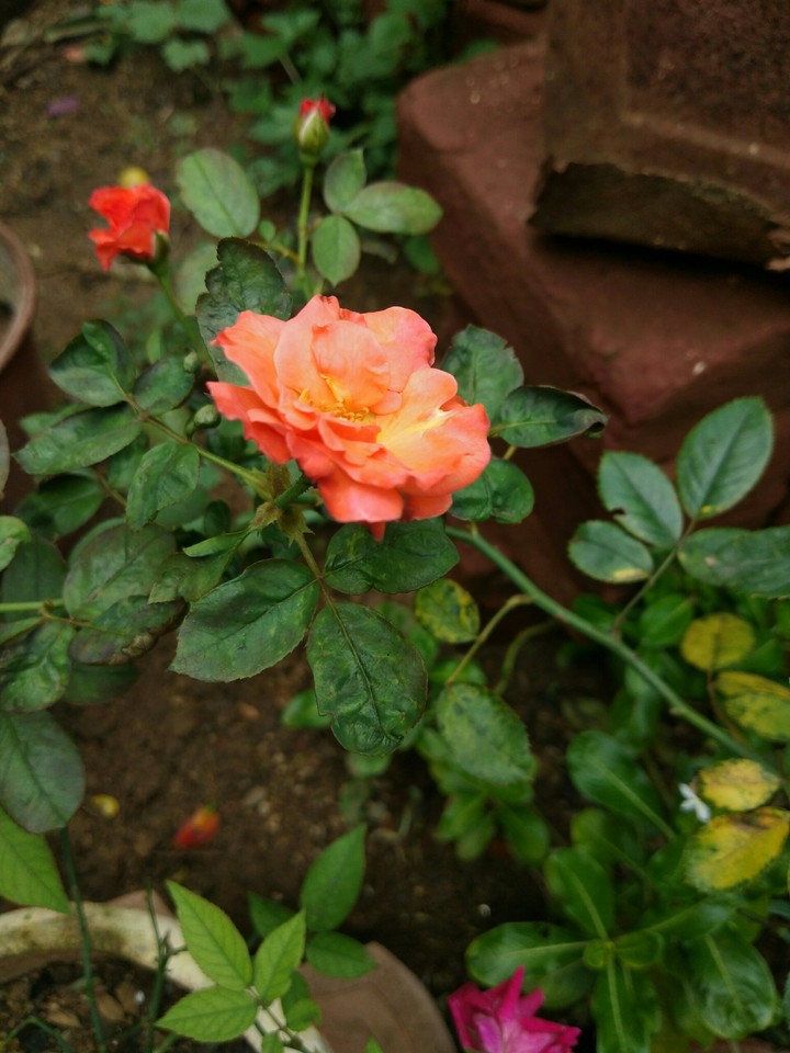 Rose.