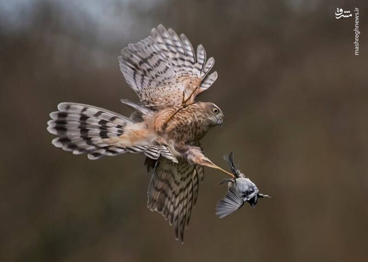 Birds