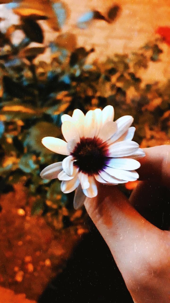 #flowers #nature #flower #love #photography #spring #flowers