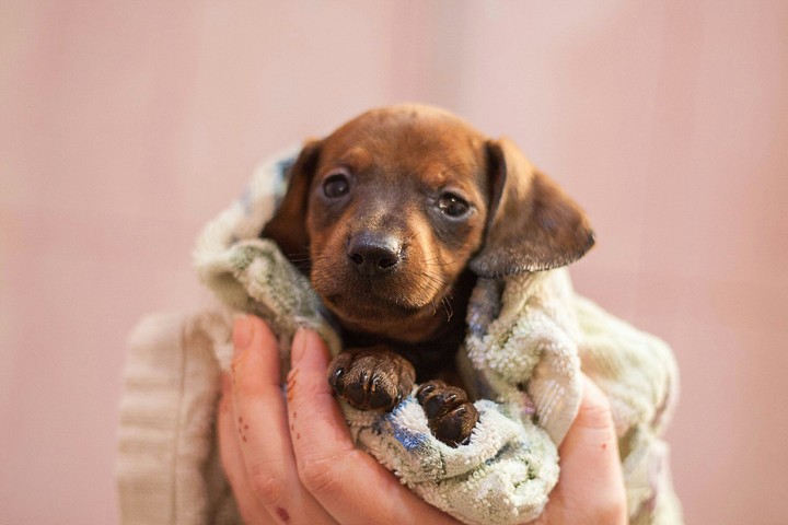 Puppy