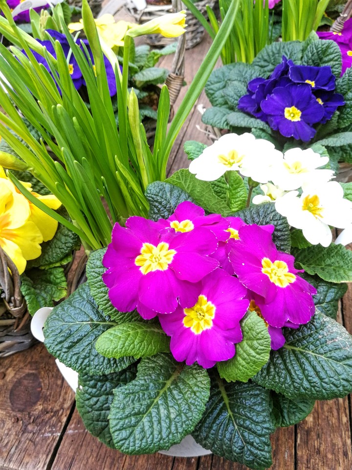 Frühlingsblumen