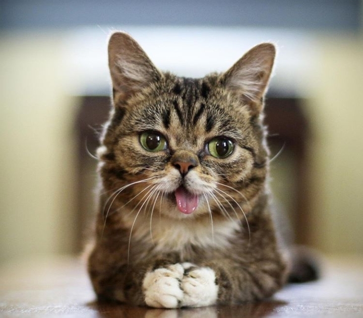 Cat??