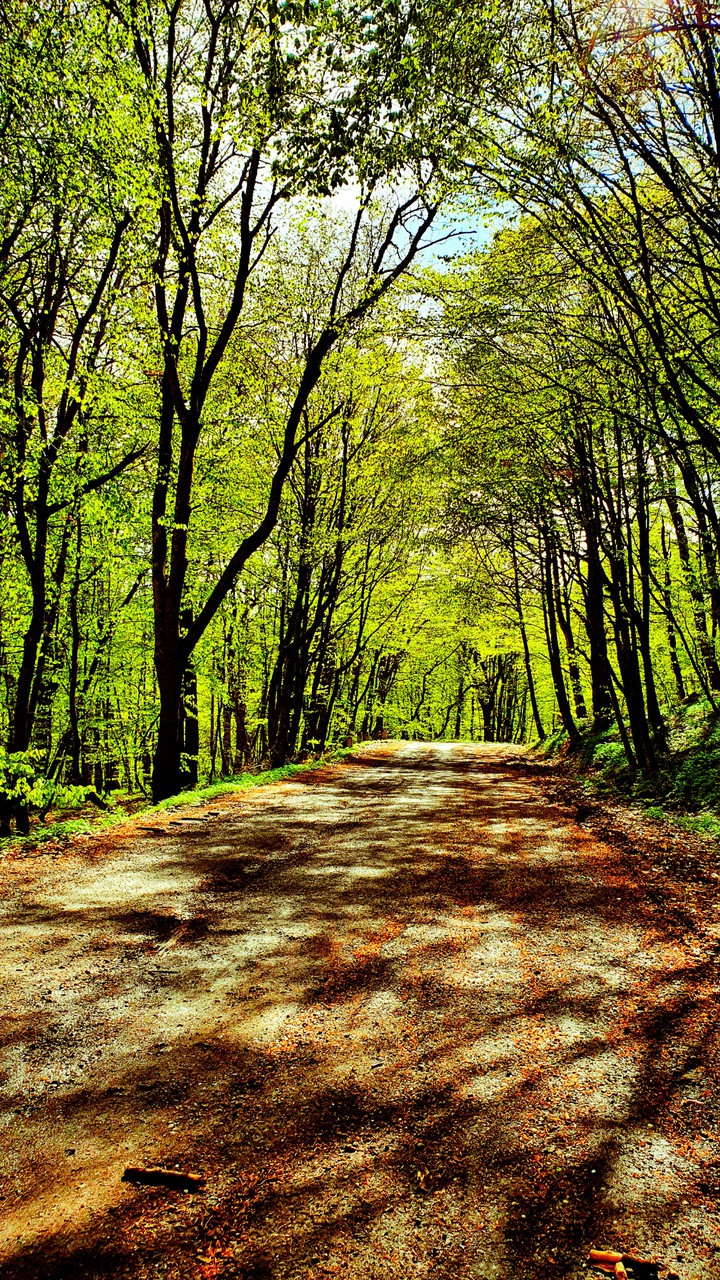 Forrest