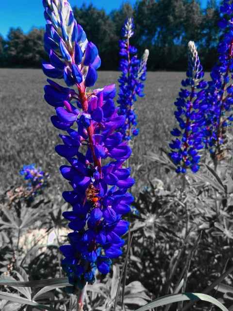 Дильфиниум/flowers #Alina