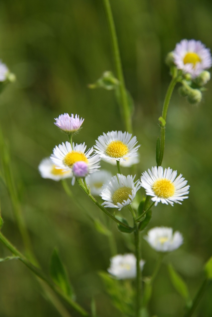 Cute flower