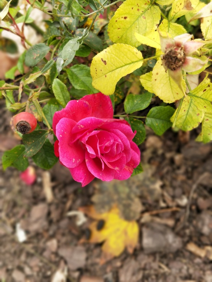 Pink Rose