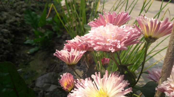 Flower flower