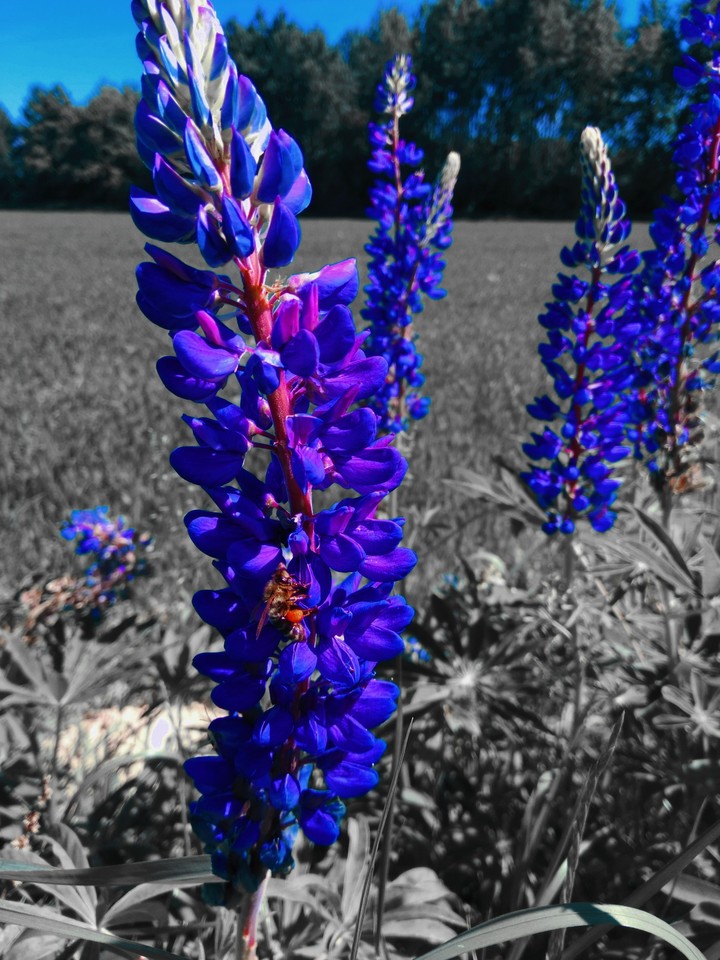 Дильфиниум/flowers #Alina