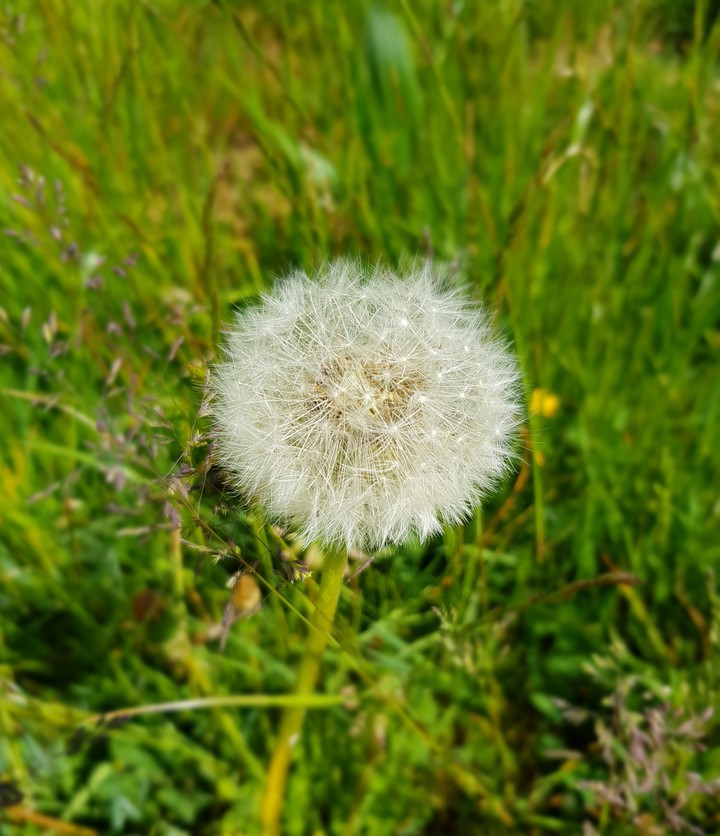 Dandelion