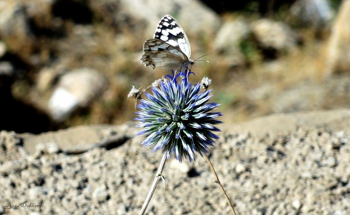 Thistle Flower & Butterfly.