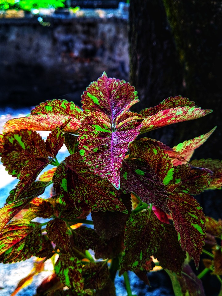 The colourful leaf