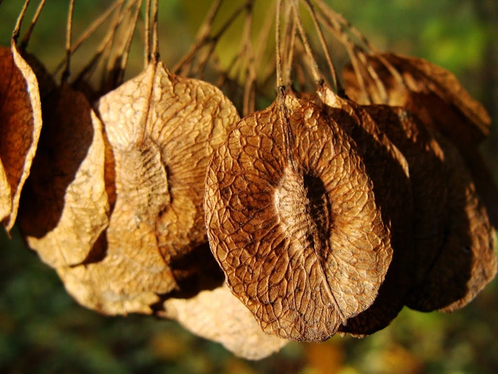 seeds
