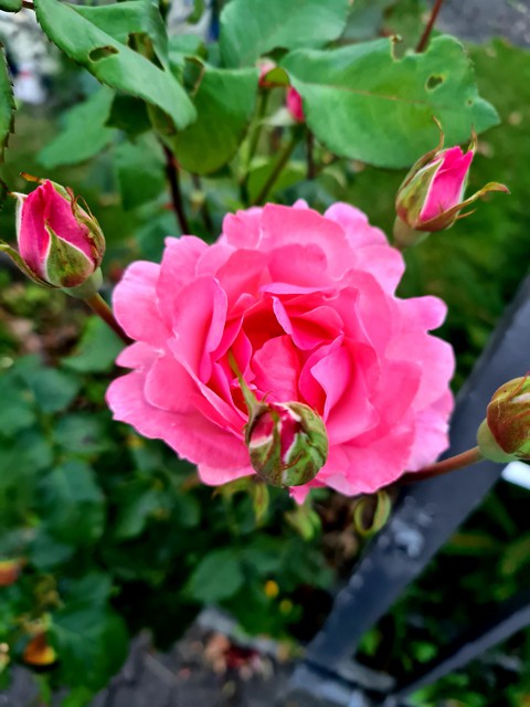 Rose