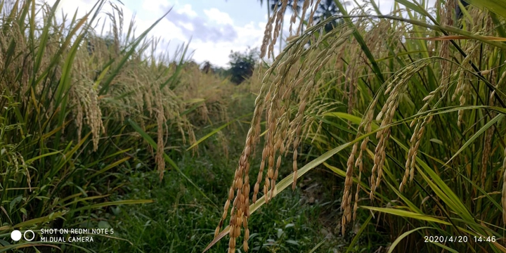 Rice
