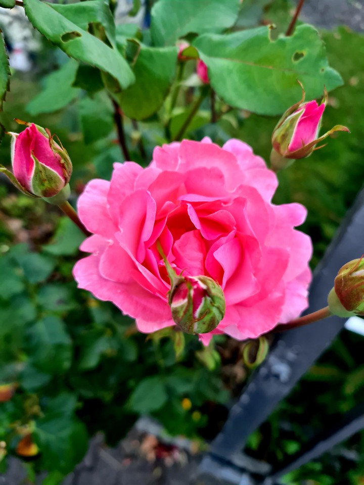 Rose