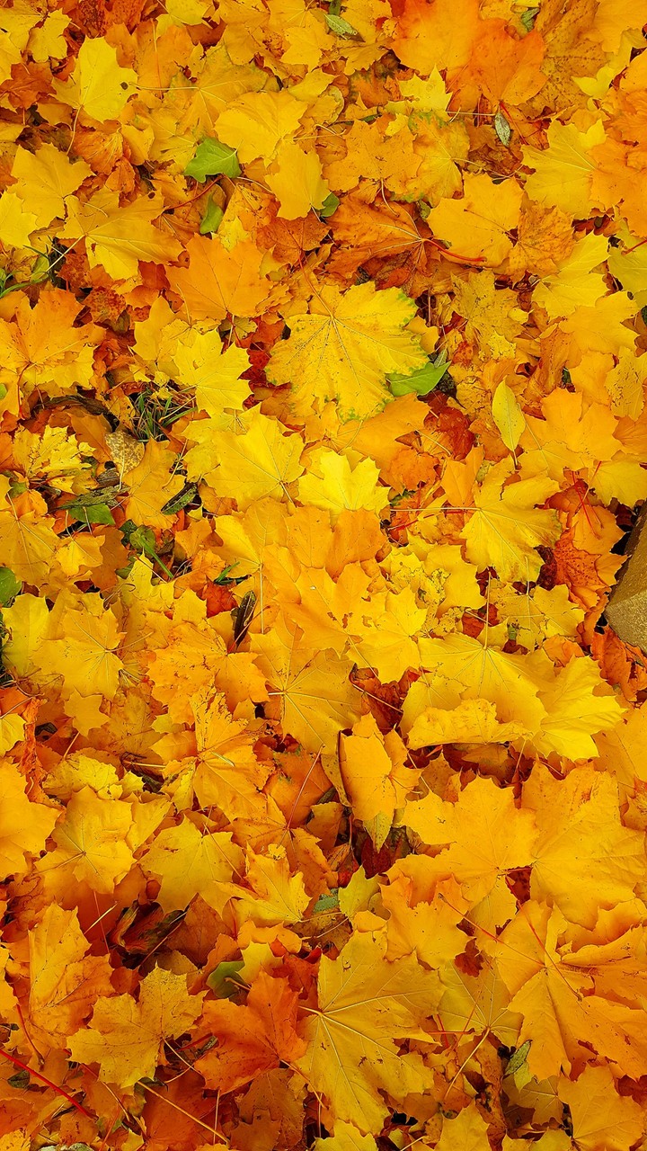 Autumn
