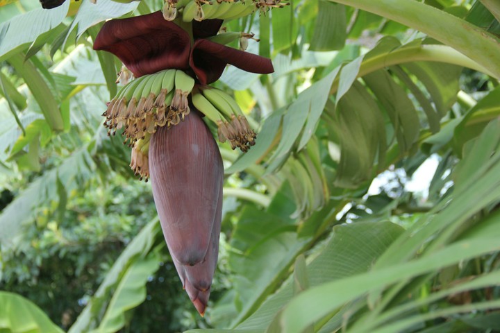Hoa chuối