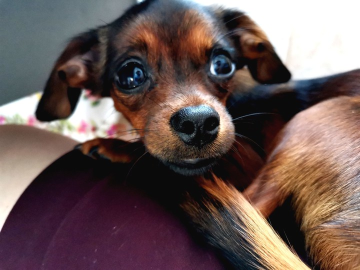 cute puppy