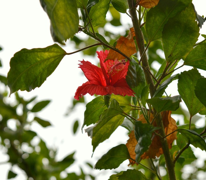 Hibiscus