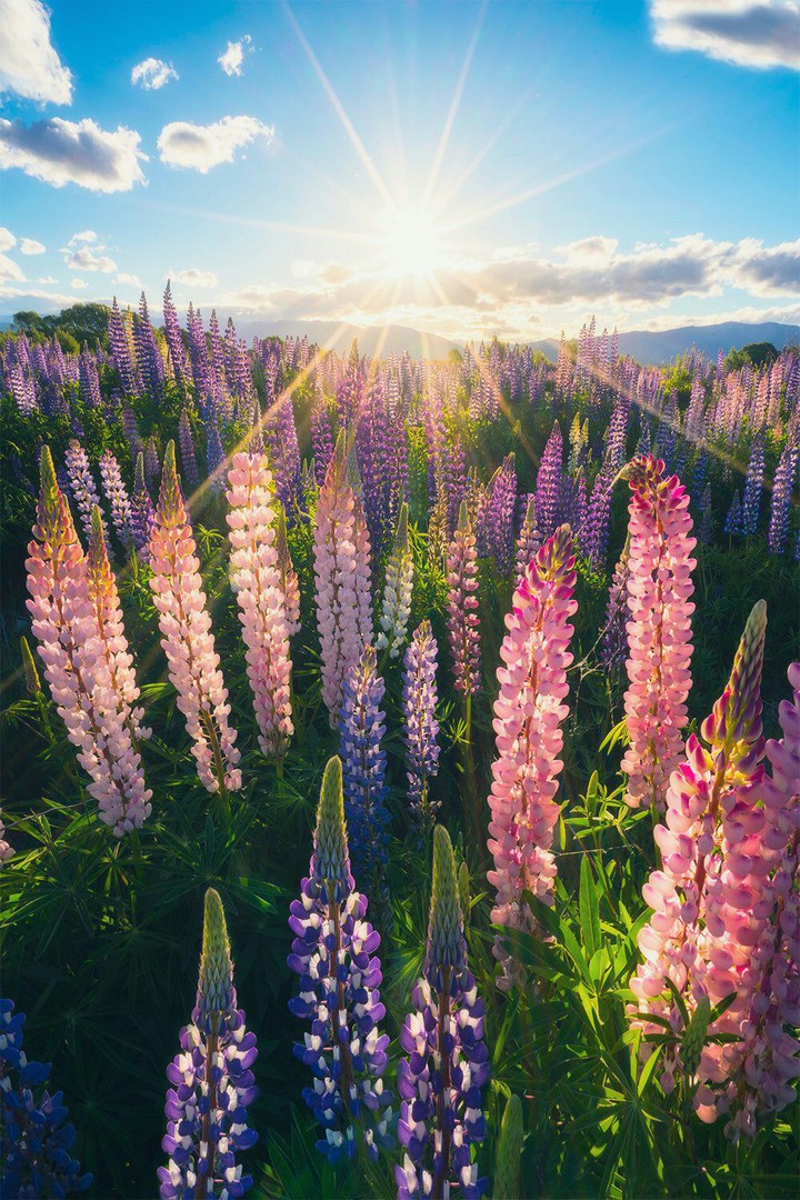 Lupin Garden