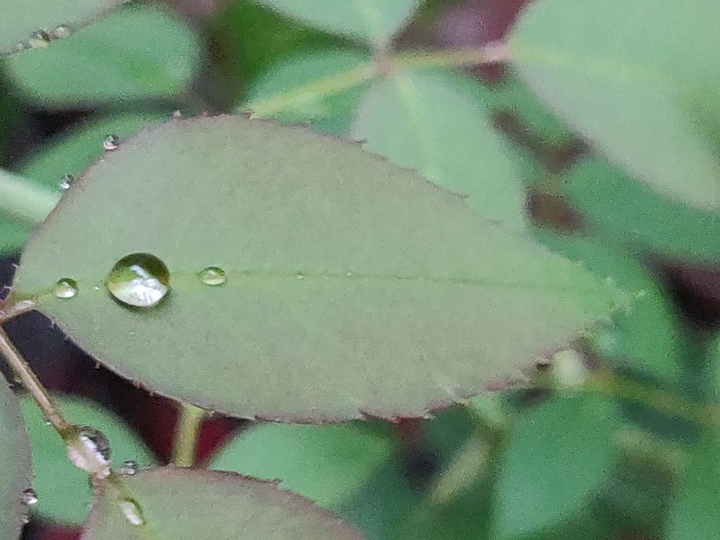 just a drop