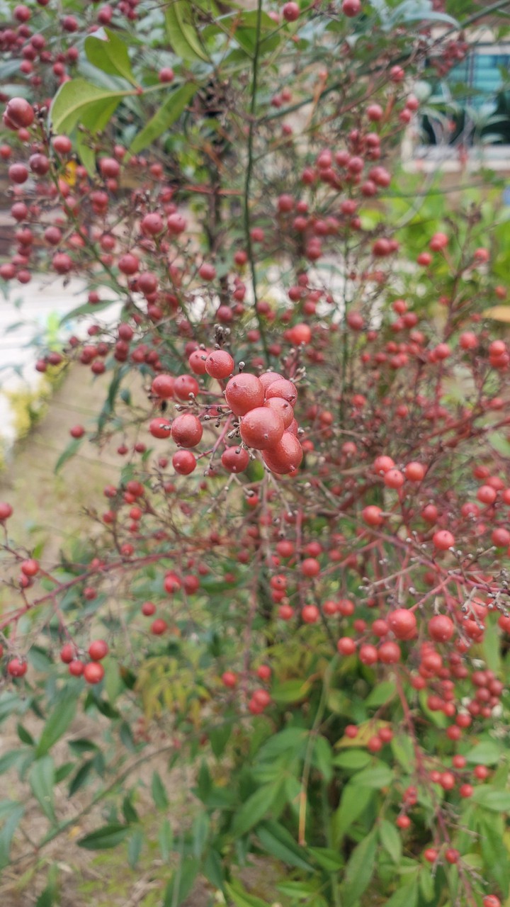 fruit