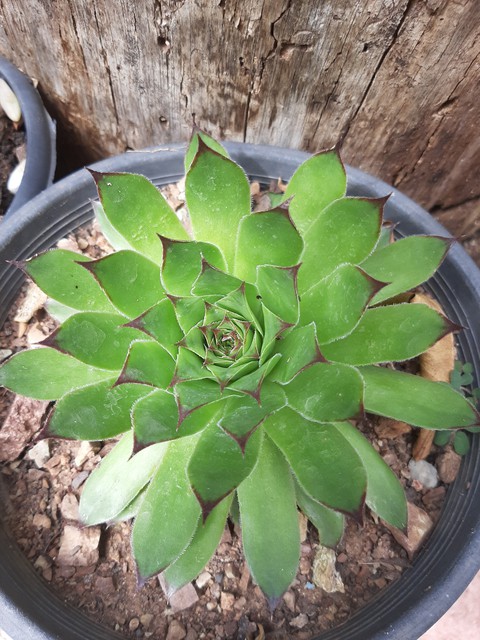 sfondi plant, flower