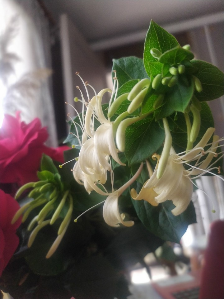 beatiful flowers