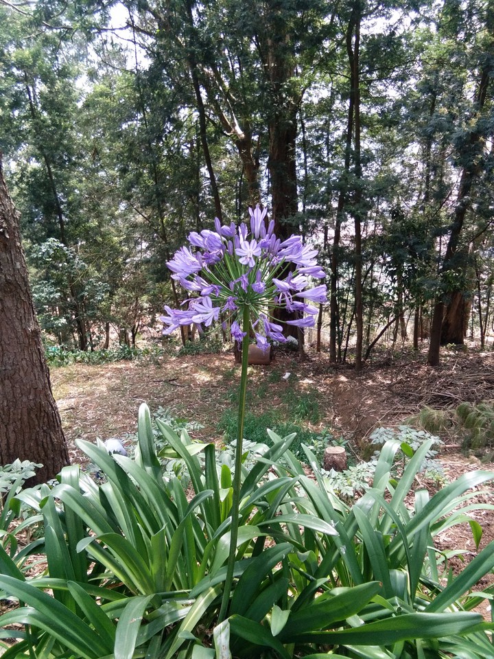 beautiful flower>¿¿$$???