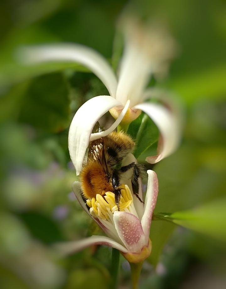 fleur de citronnier pollinisé par une abeille