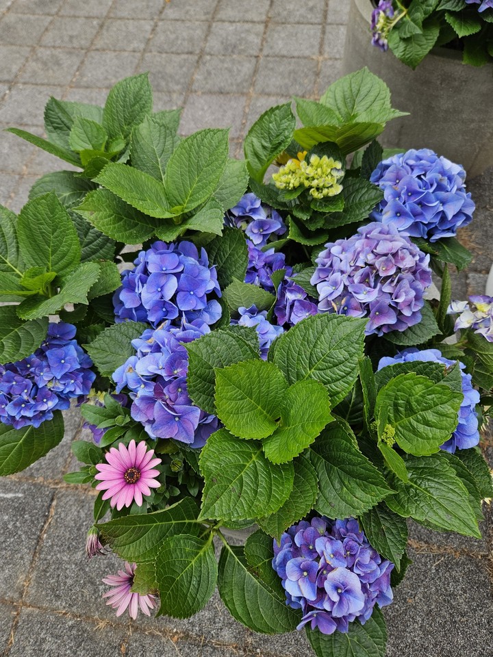 hydrangea#