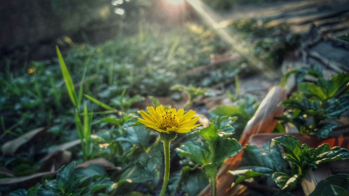 lonely flower