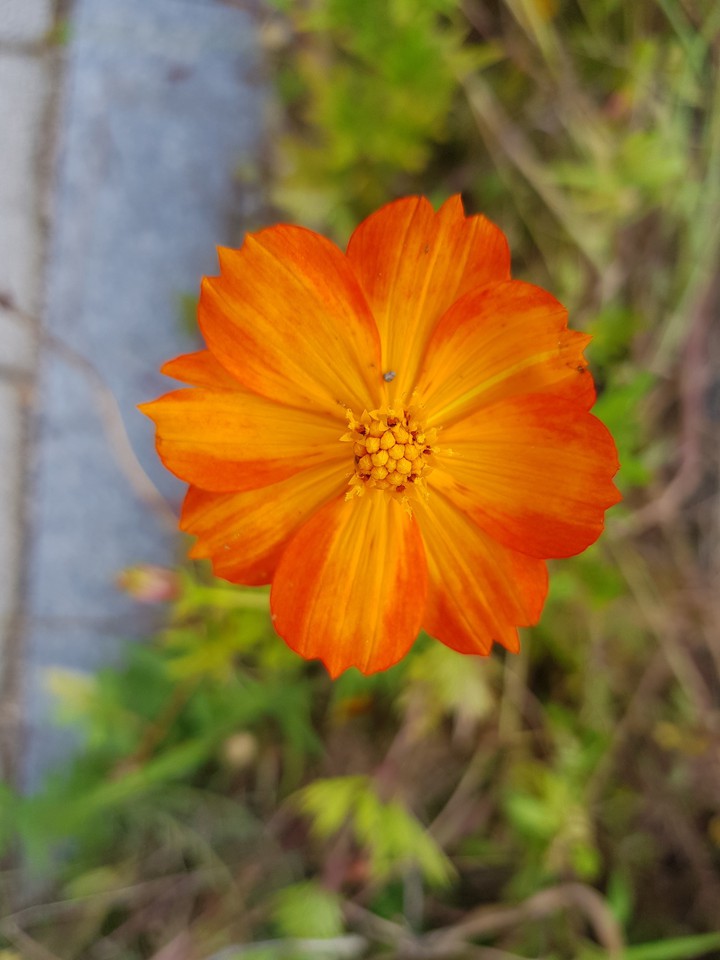 a flower