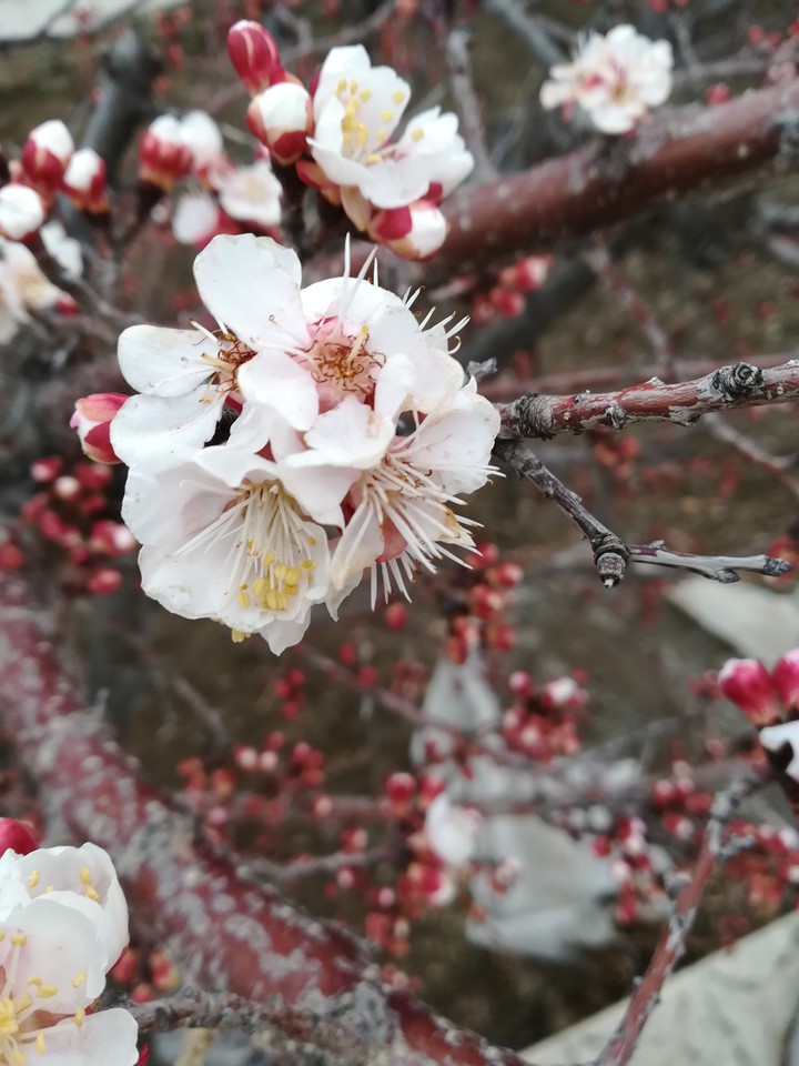 spring
