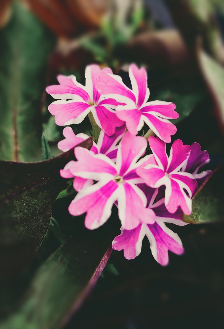 A beautiful picture from my garden