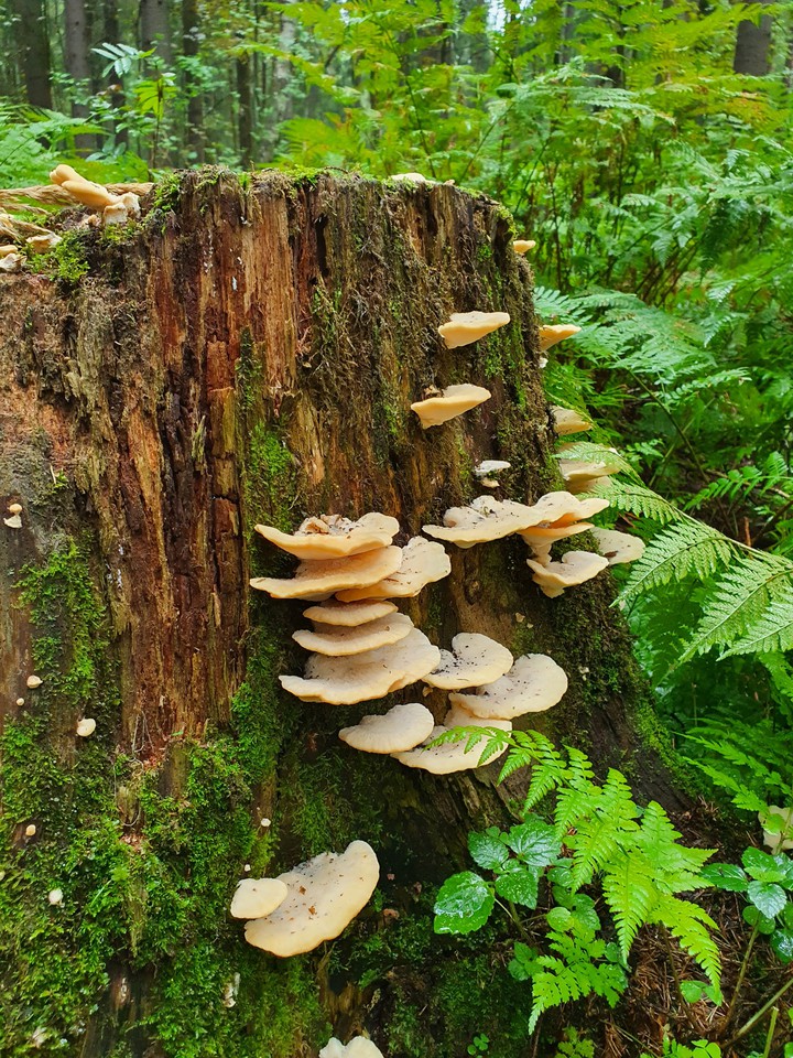 Fungus