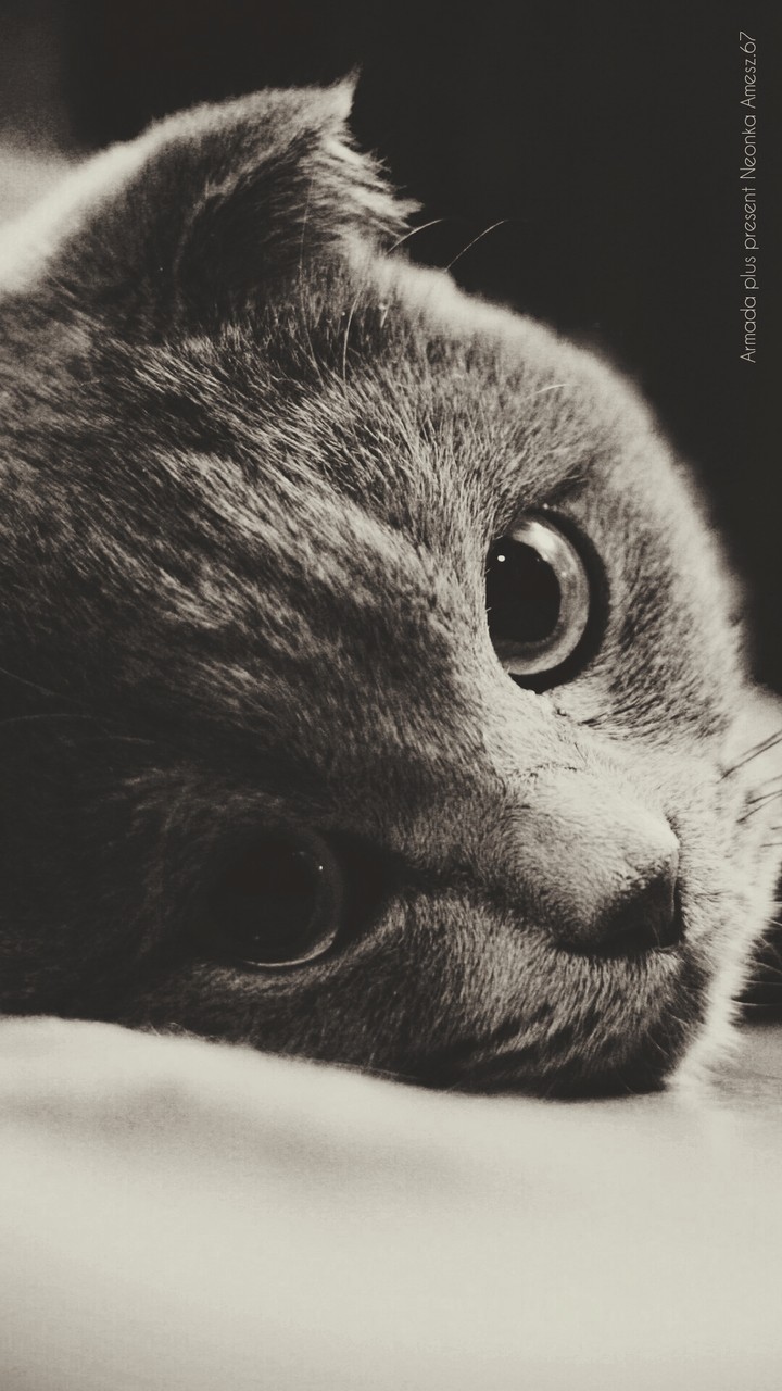 cate