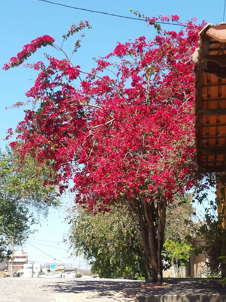 Cheia de Charme