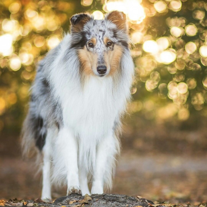 Колли