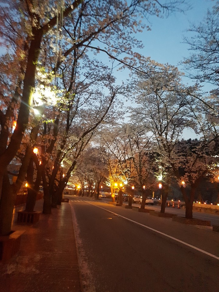 상천  벚꽃길