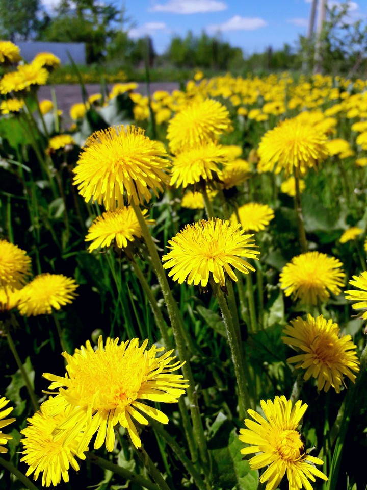 dandelions