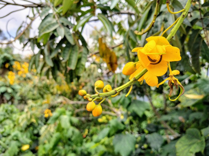 yellow