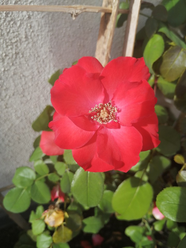 Rosa rugosa/ japonesa