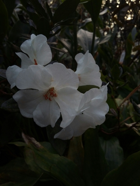 4 white Flowers