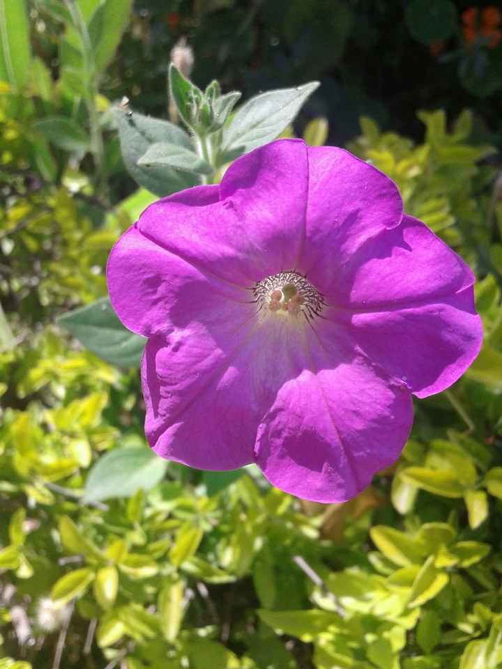 beautiful flower