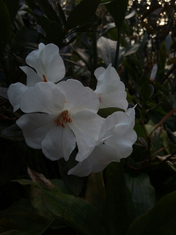4 white Flowers
