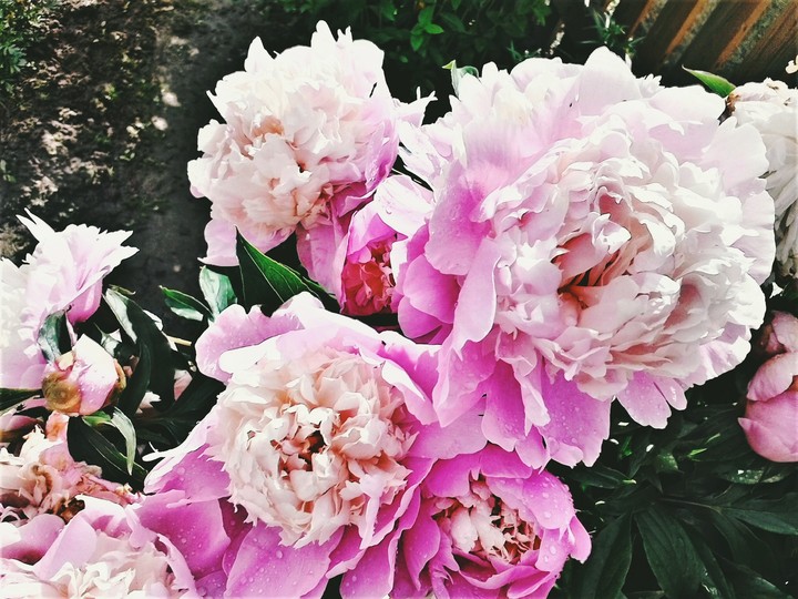 Peony