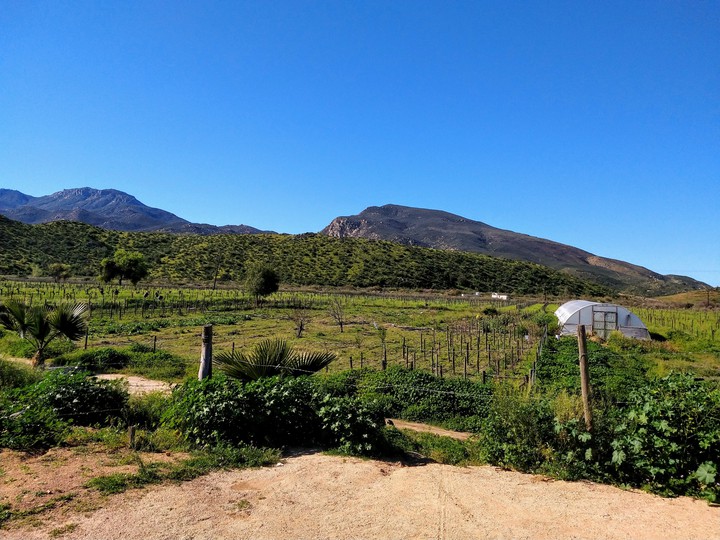 viñedos