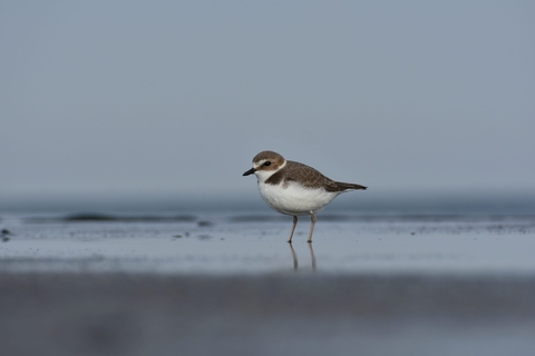 shorebirds, bird háttérképek